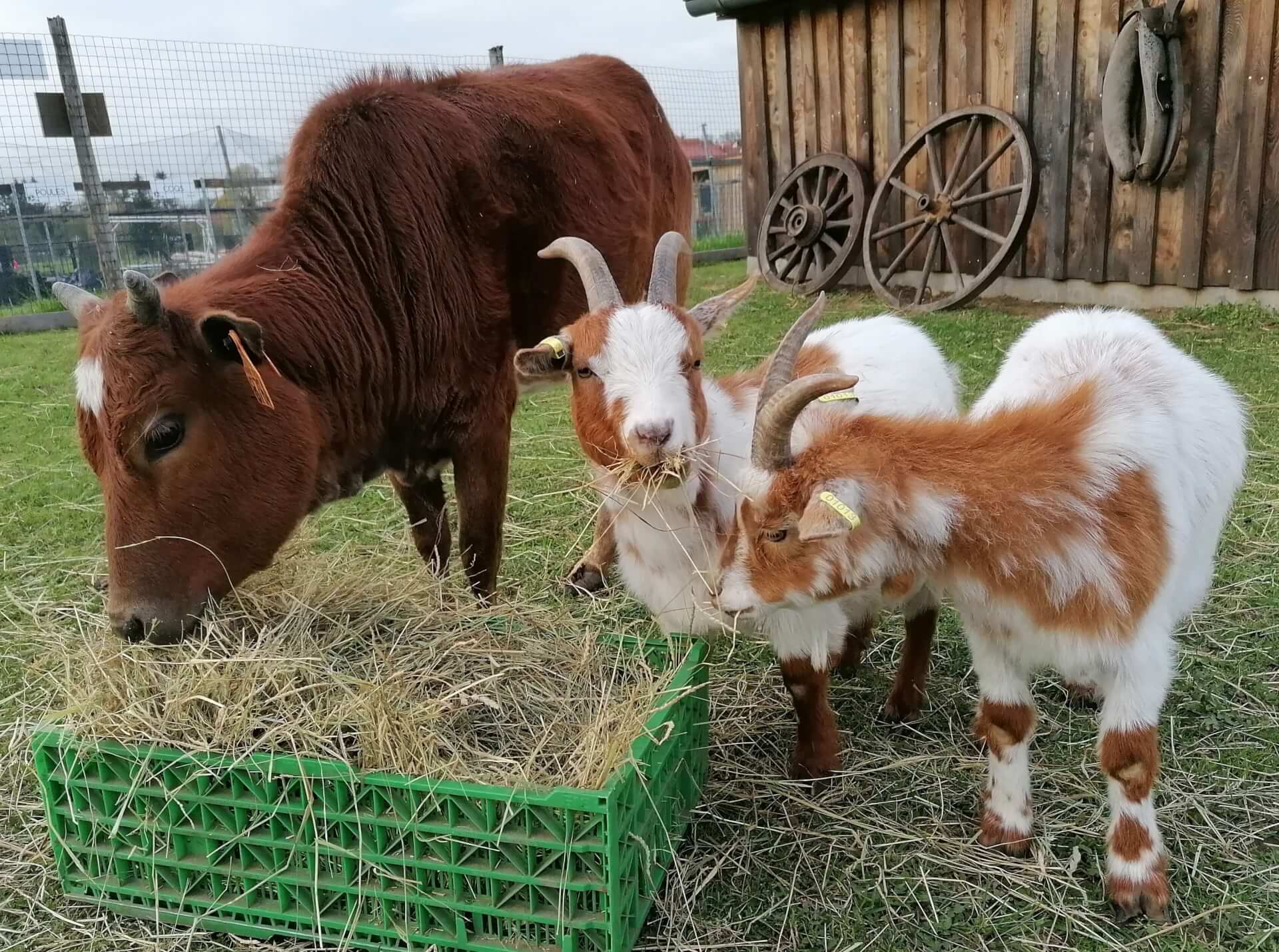 La contrée des minis