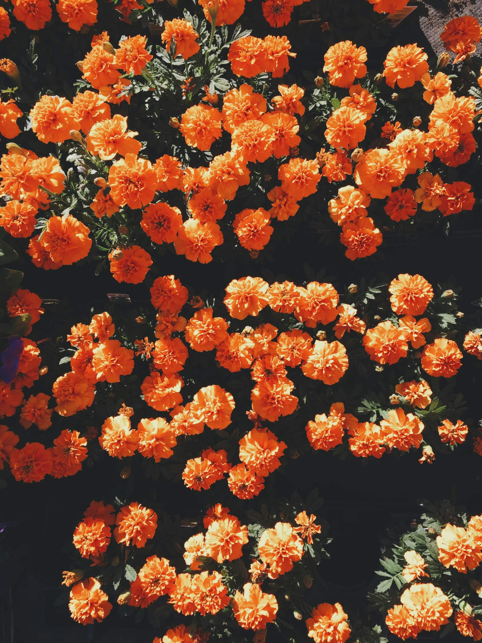 Au jardin d'Althéa