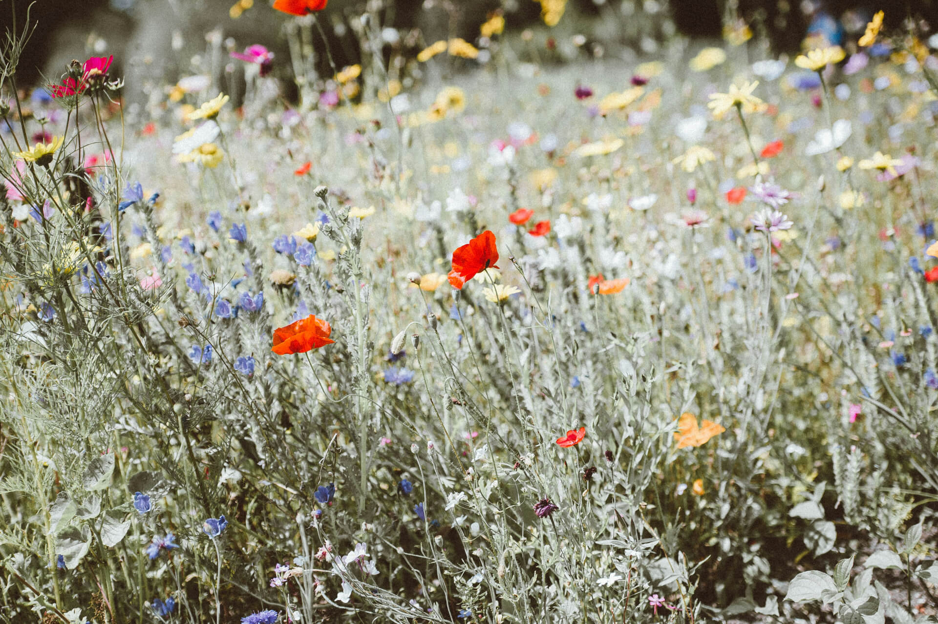Au jardin d'Althéa