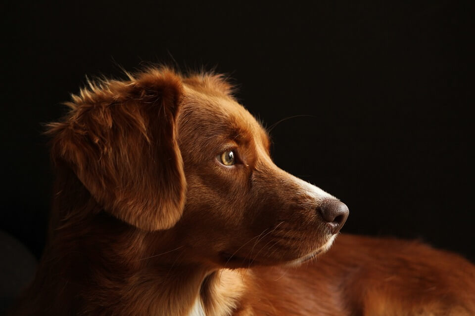 FCAPI - France Chiens d'Assitance Personnalisé et indidualisé