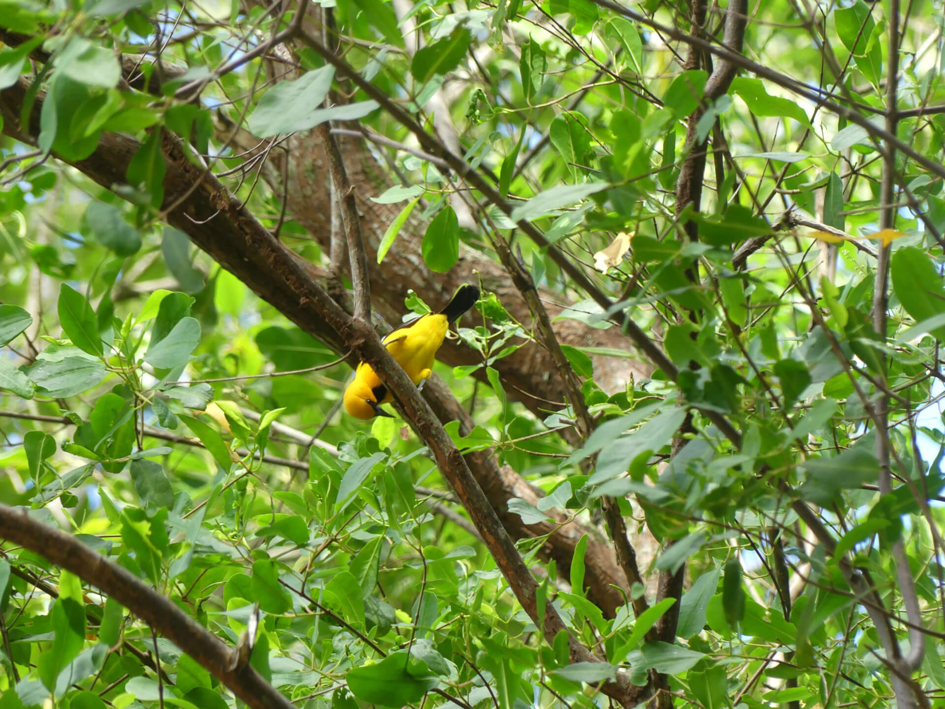 Horaires - lieux | Toum Guyane