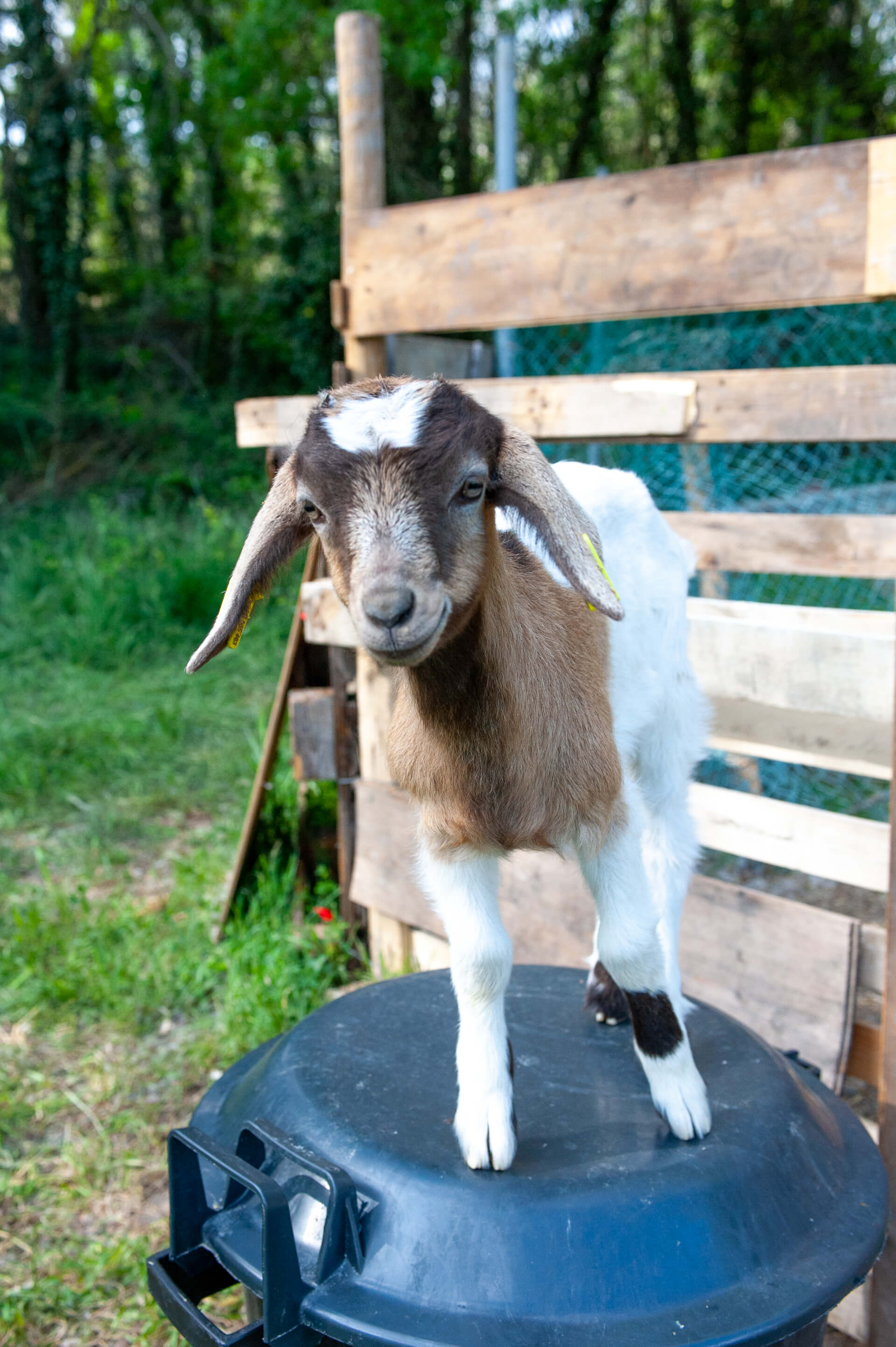 La Ferme thérapeutique La Consoude