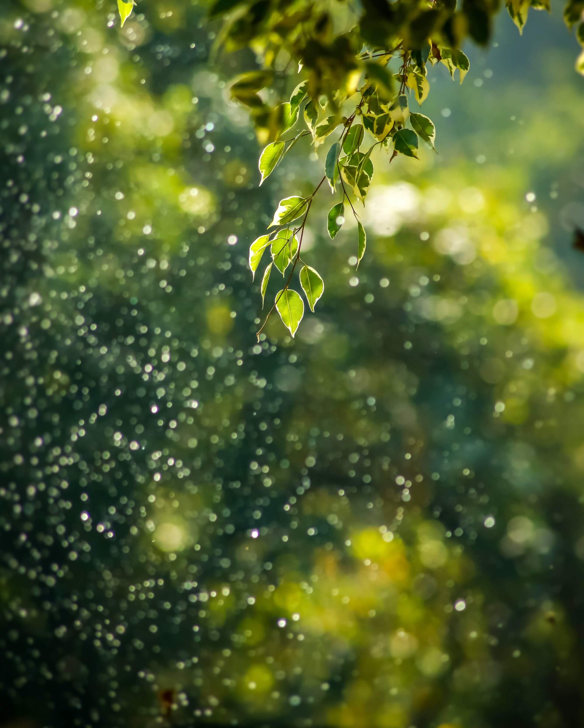 Naturopathie | Melisse et Camomille