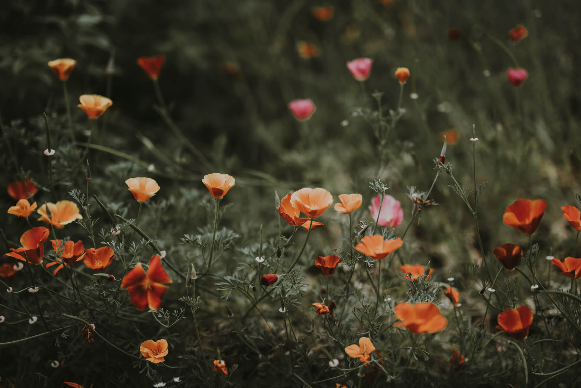 Melisse et Camomille