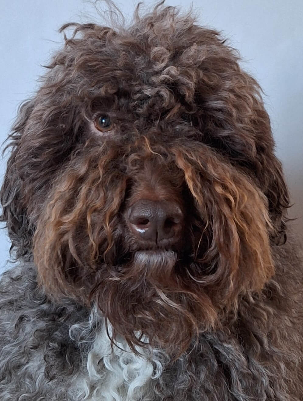 Rmest | FCAPI - France Chiens d'Assitance Personnalisé et indidualisé