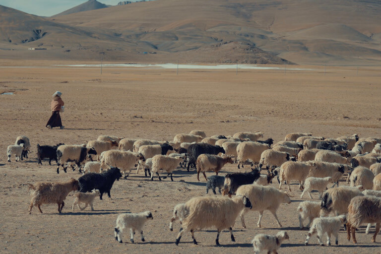 Nature’s Best Friend: How Tech Is Saving Snow Leopards and Migratory Birds | Forus