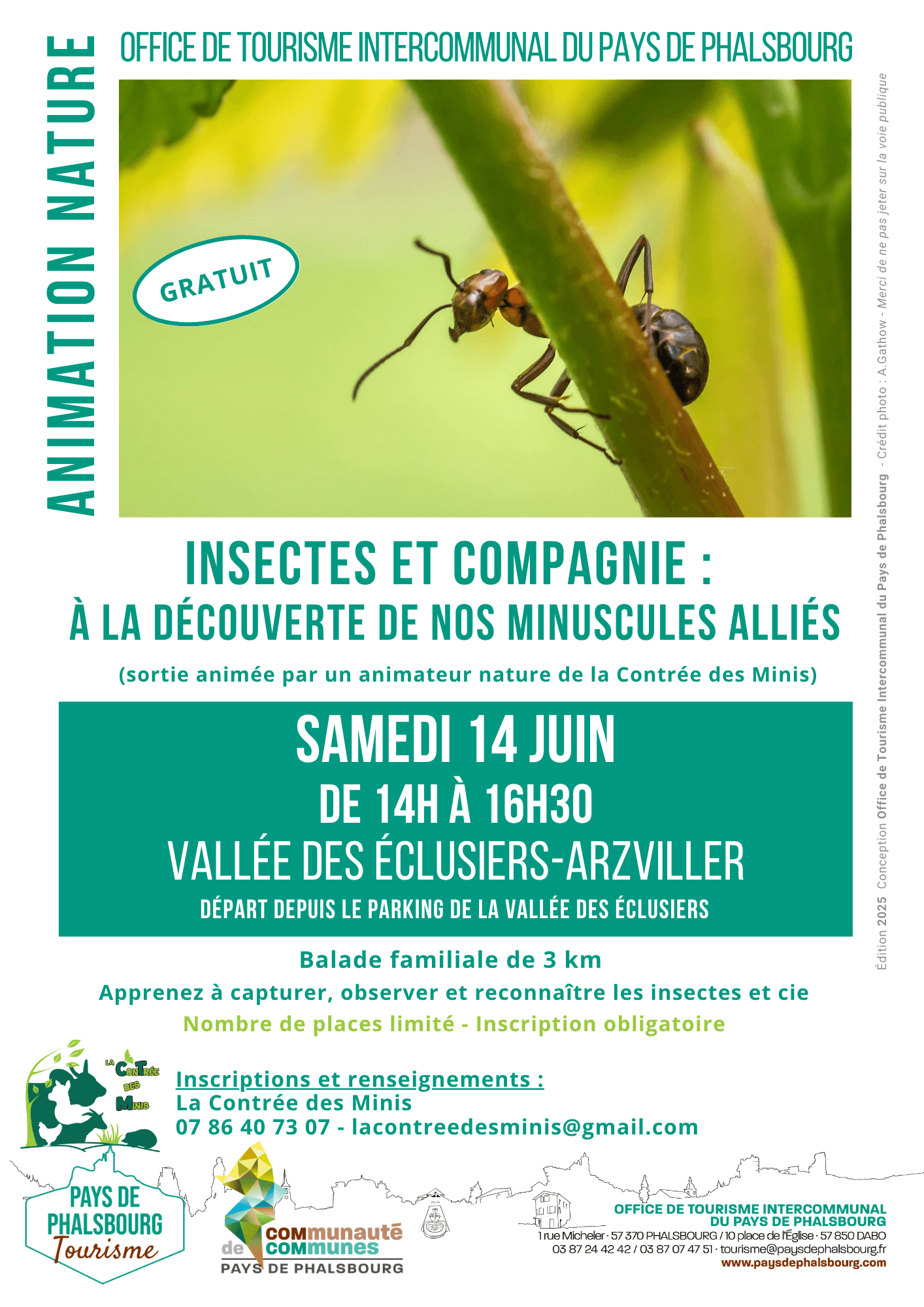 Sortie nature - INSECTES ET COMPAGNIE : A LA DECOUVERTE DE NOS MINUSCULES ALLIES | La contrée des minis