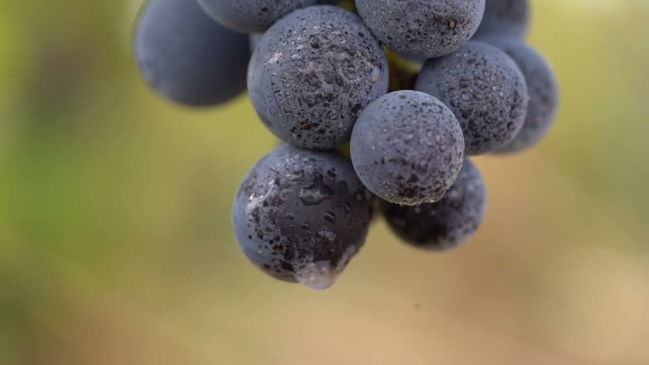 De la vigne à la cave | Vidéact’ En mouvement vidéo