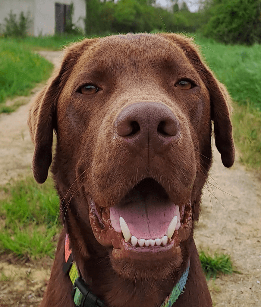 Moana | FCAPI - France Chiens d'Assitance Personnalisé et indidualisé