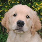 Comète | FCAPI - France Chiens d'Assitance Personnalisé et indidualisé