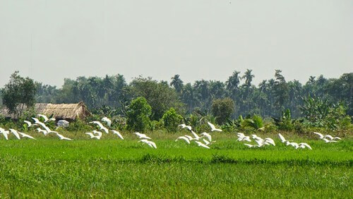 Đồng bằng sông Cửu Long, nơi đất và nước hòa nhau | Vietnam Fraternité
