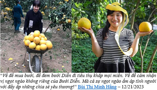 Bưởi Tết | Vietnam Fraternité