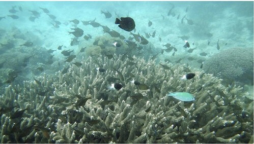 Môi trường : San hô Việt Nam trước nguy cơ bị bức tử | Vietnam Fraternité