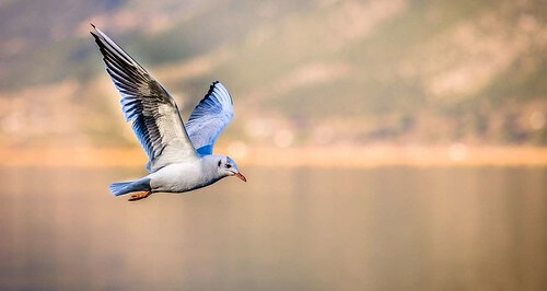 Gửi vào giấc mộng, nhắn ra cuộc đời | Vietnam Fraternité