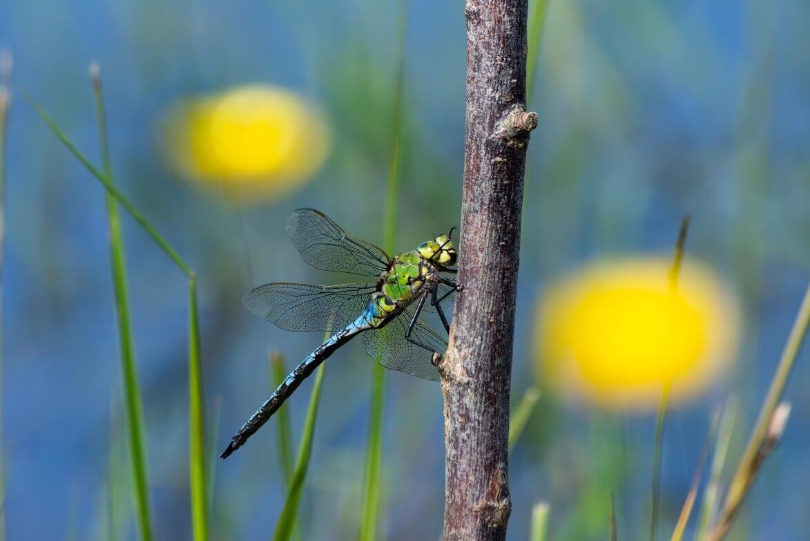 Sortie nature : A LA DECOUVERTE DU SENTIER DES LIBELLULES | La contrée des minis