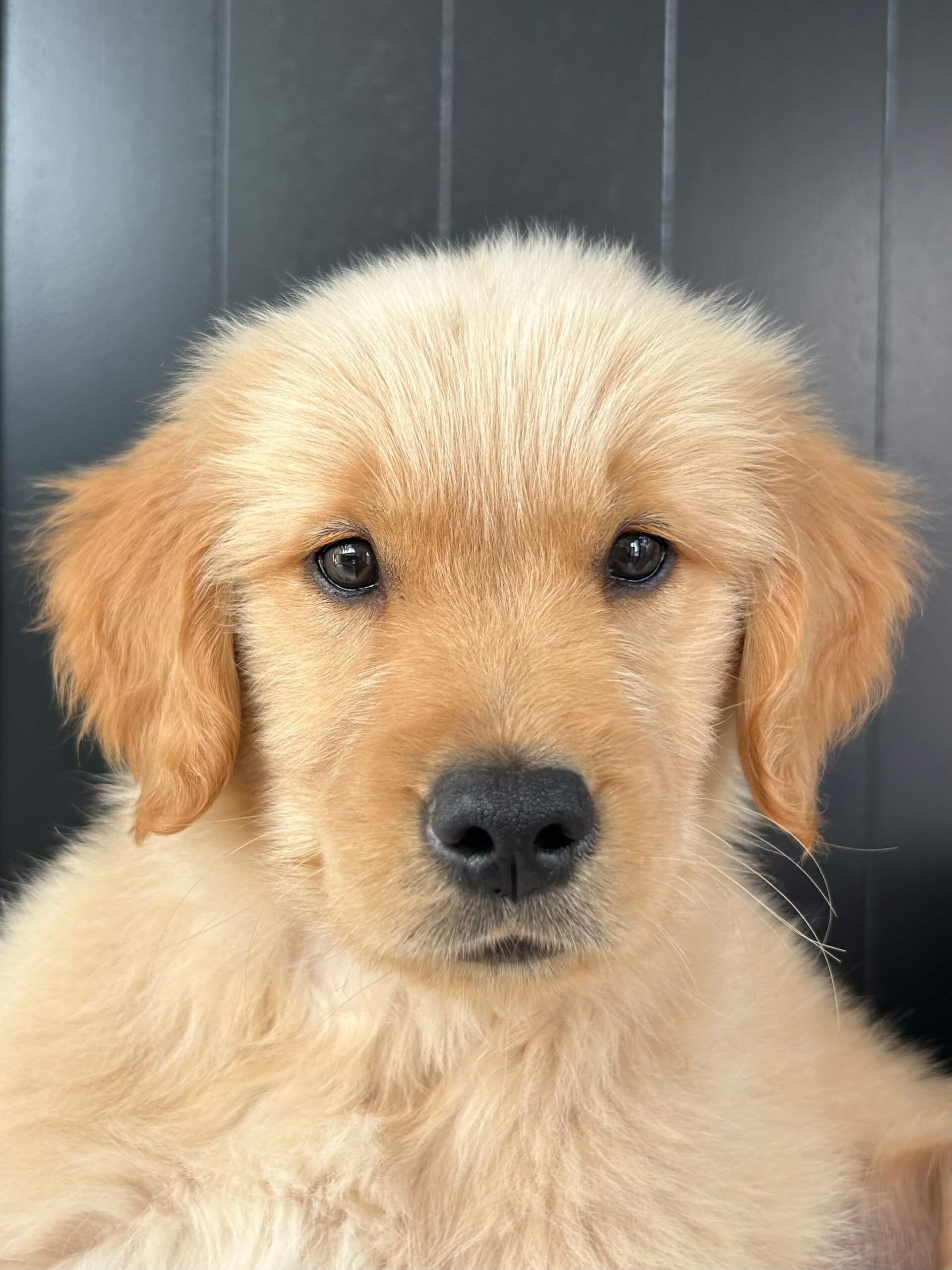 Apy | FCAPI - France Chiens d'Assitance Personnalisé et indidualisé