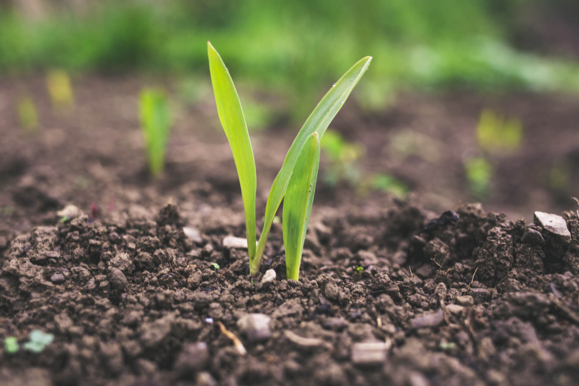 Développement Agricole | Appui aux Initiatives de Développement - AIDE Cameroun