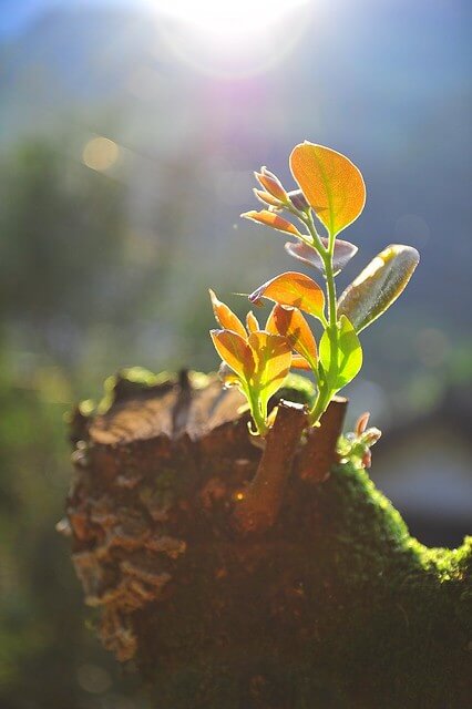 Bước vào một năm mới và một vận hội mới cho đất nước | Vietnam Fraternité