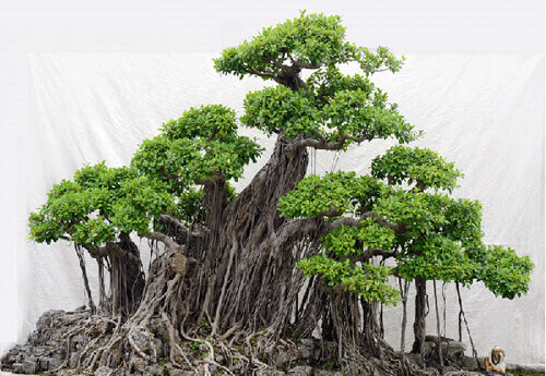 ‘Tổ Quốc’, một kết hợp bền vững và trọn vẹn | Vietnam Fraternité