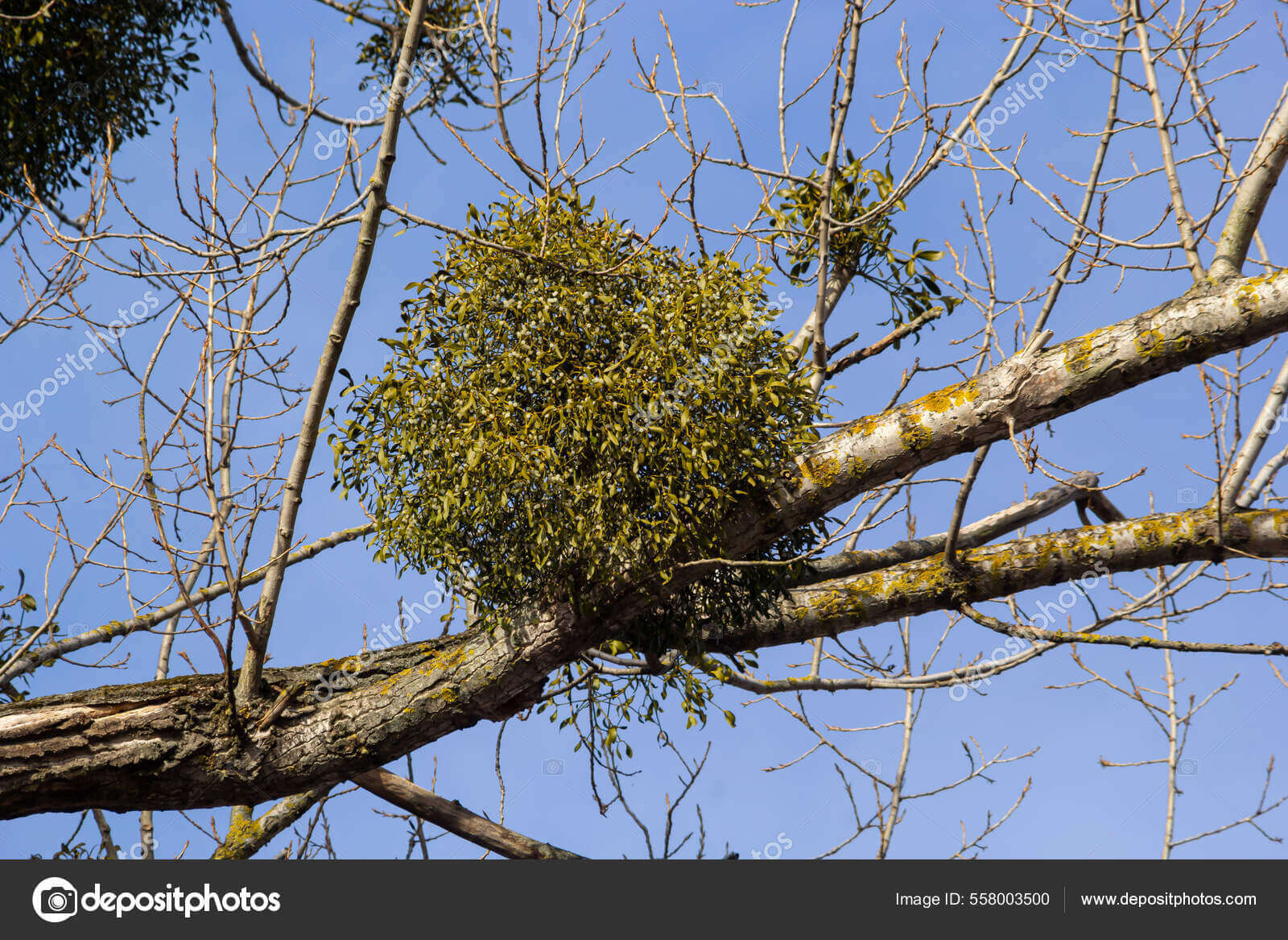 Bản chất tầm gởi của trí thức Việt Nam ? | Vietnam Fraternité