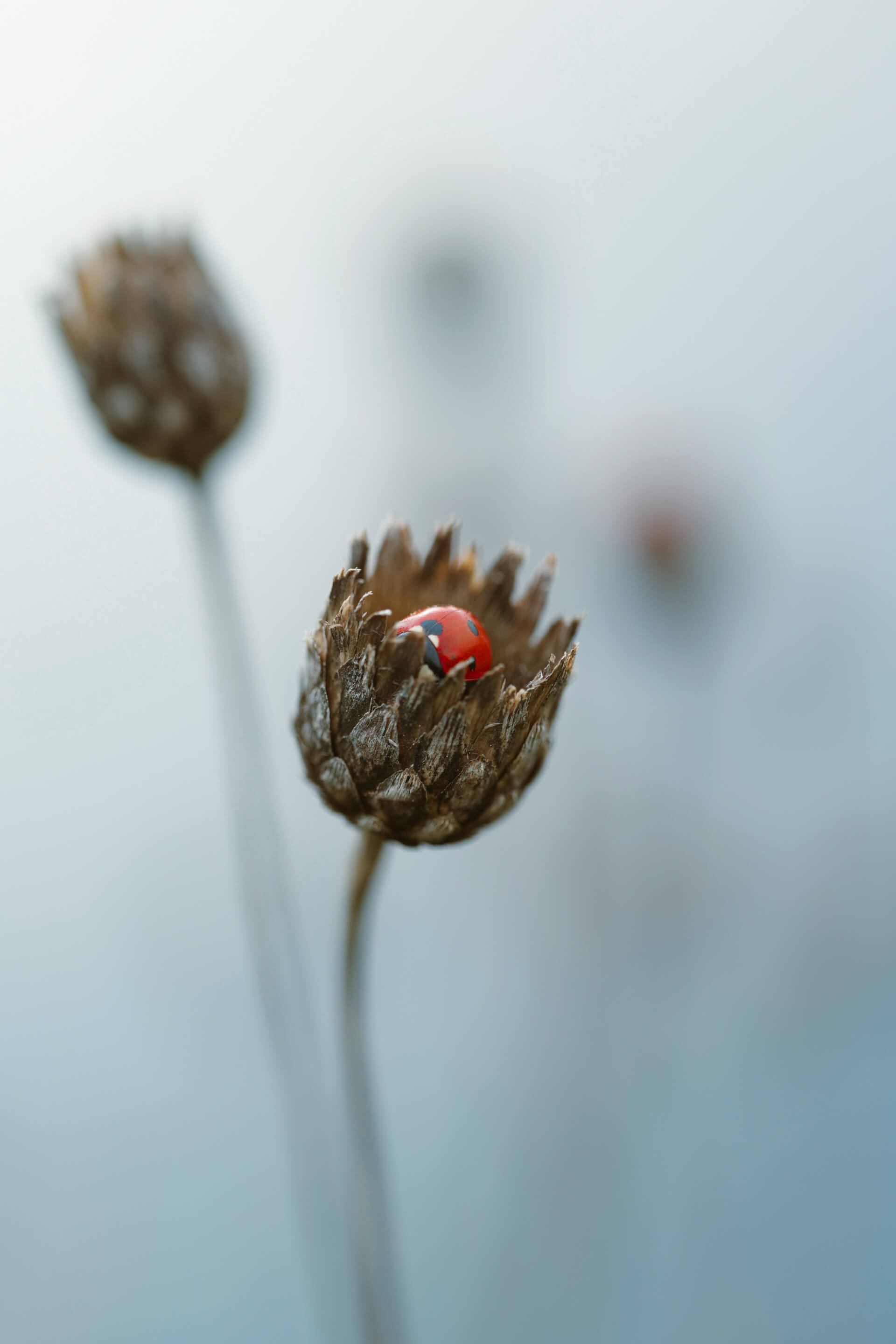 - | Valentin Joyaud