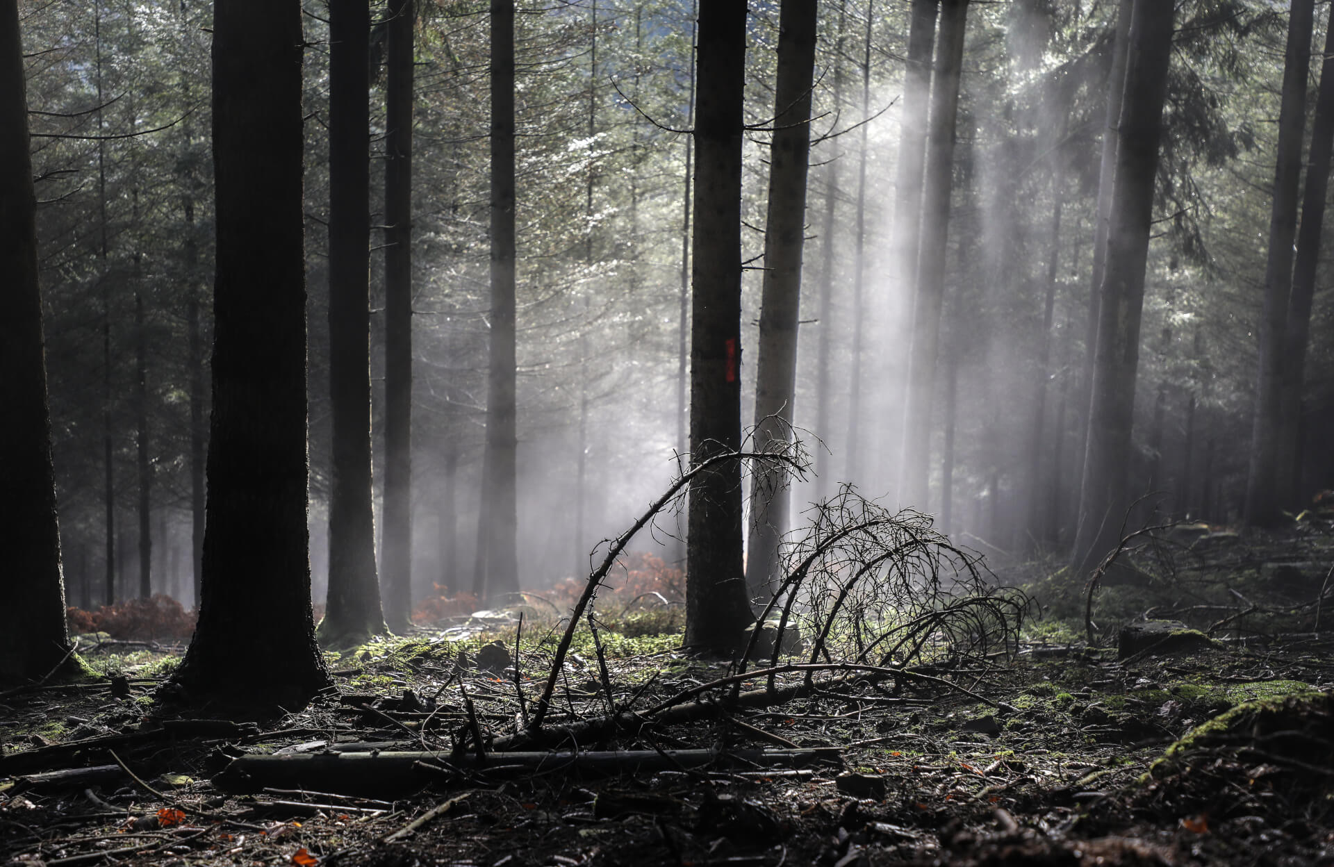 Mycellium tales | Bibbi Abruzzini