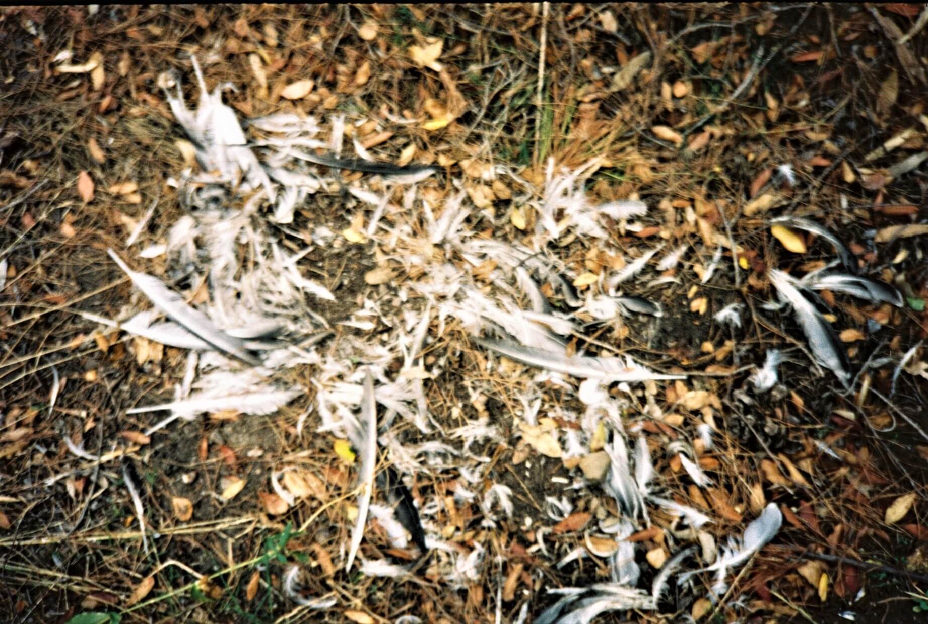 Mobile Home | Both Nomads