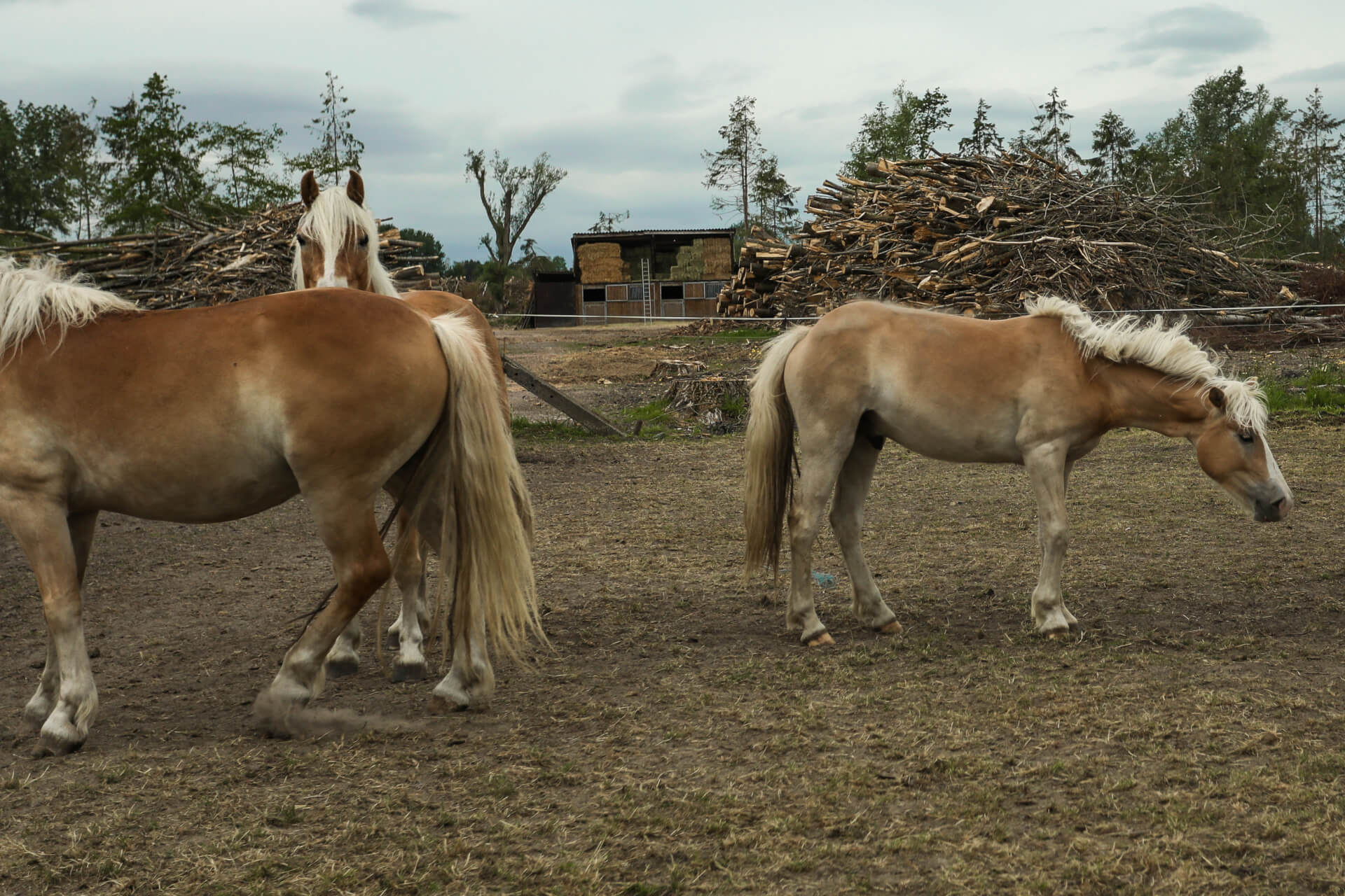 Mobile Home (ongoing) | Both Nomads