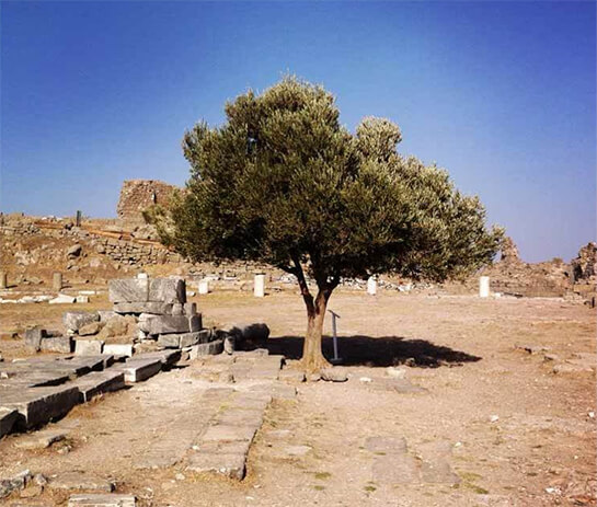 La solitudine del viaggiatore | Babelmed