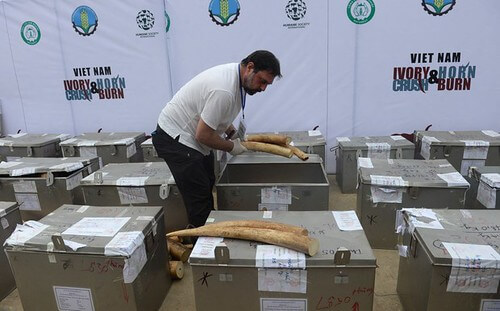 Việt Nam là điểm đến lớn và là thị trường tiêu thụ ngà voi, sừng tê giác | Vietnam Fraternité