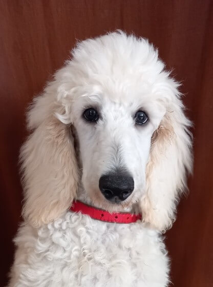 ARYON | FCAPI - France Chiens d'Assitance Personnalisé et indidualisé