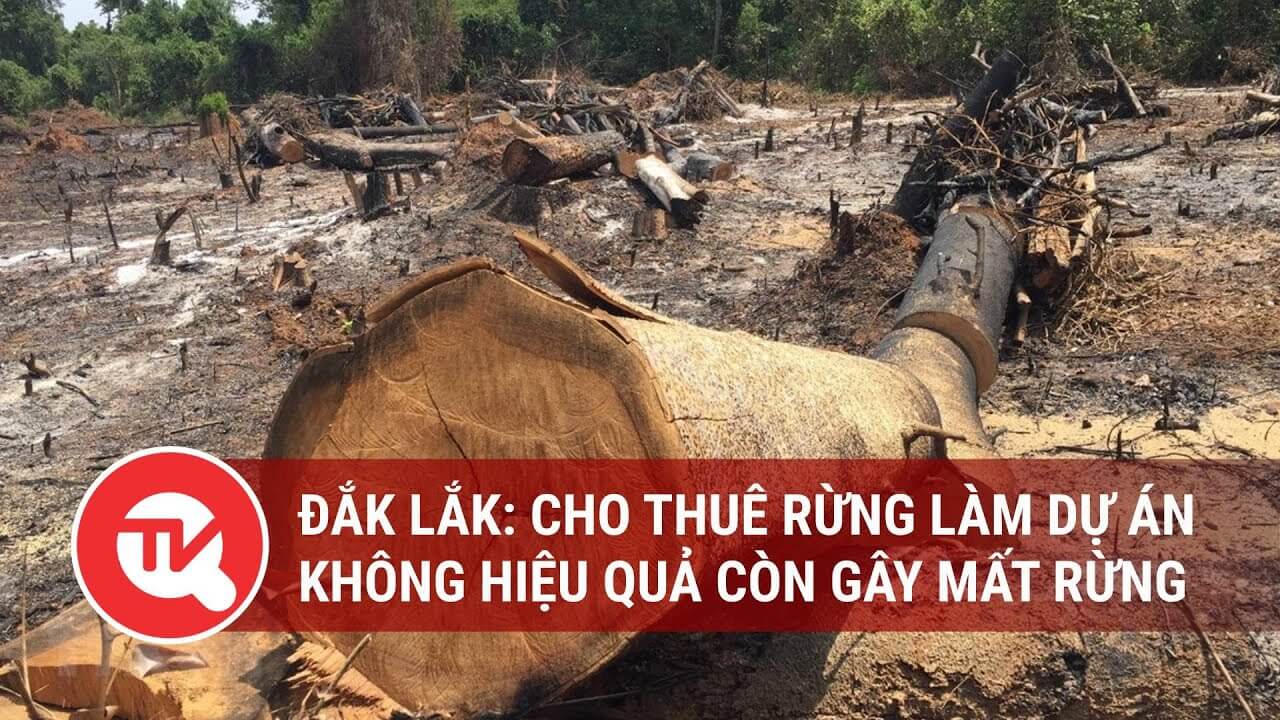Đắk Lắk: Cho thuê rừng làm dự án không hiệu quả còn gây mất rừng | Truyền hình Quốc Hội Việt Nam