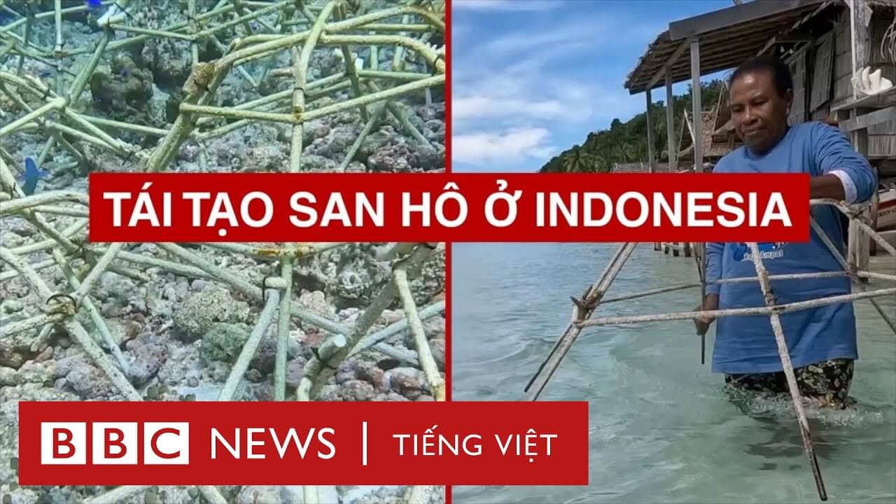 TÁI TẠO SAN HÔ Ở INDONESIA