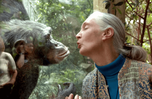 Tiến sĩ Jane Goodall : 'Người hùng thực sự của hành tinh' | Vietnam Fraternité