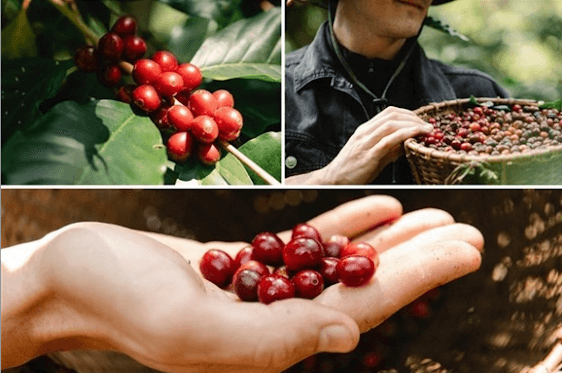 Vị thế cà phê robusta của Việt Nam bị đe dọa | Vietnam Fraternité