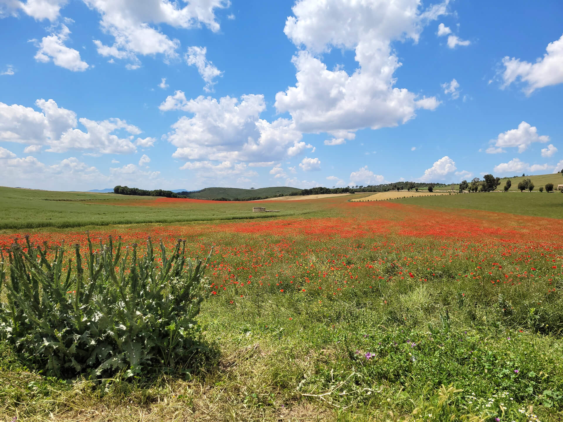- | Per a Pace