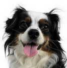 Soon | FCAPI - France Chiens d'Assitance Personnalisé et indidualisé