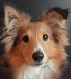 Anzala | FCAPI - France Chiens d'Assitance Personnalisé et indidualisé