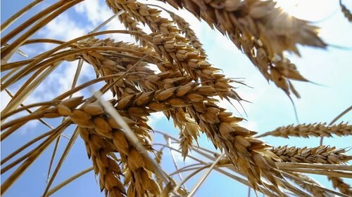 Tranh chấp lúa mì giữa Ukraine và Liên Âu đã được giải quyết ổn thỏa | Vietnam Fraternité