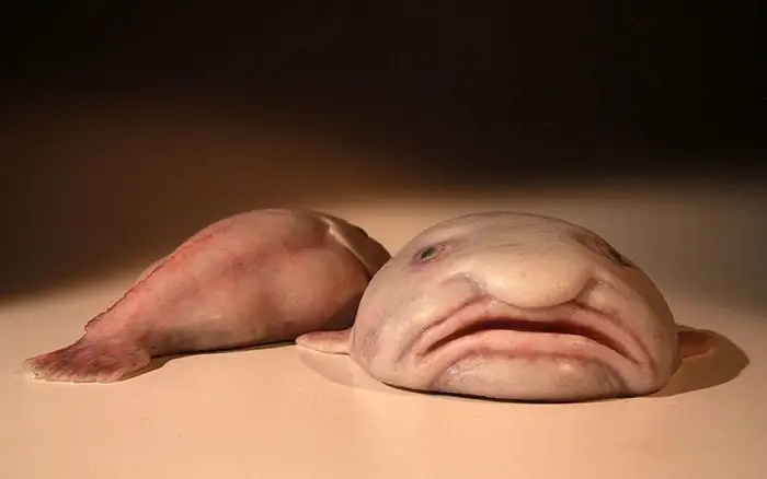 Bộ Chính trị nhũn như con chi chi với thế lực nước ngoài | Vietnam Fraternité