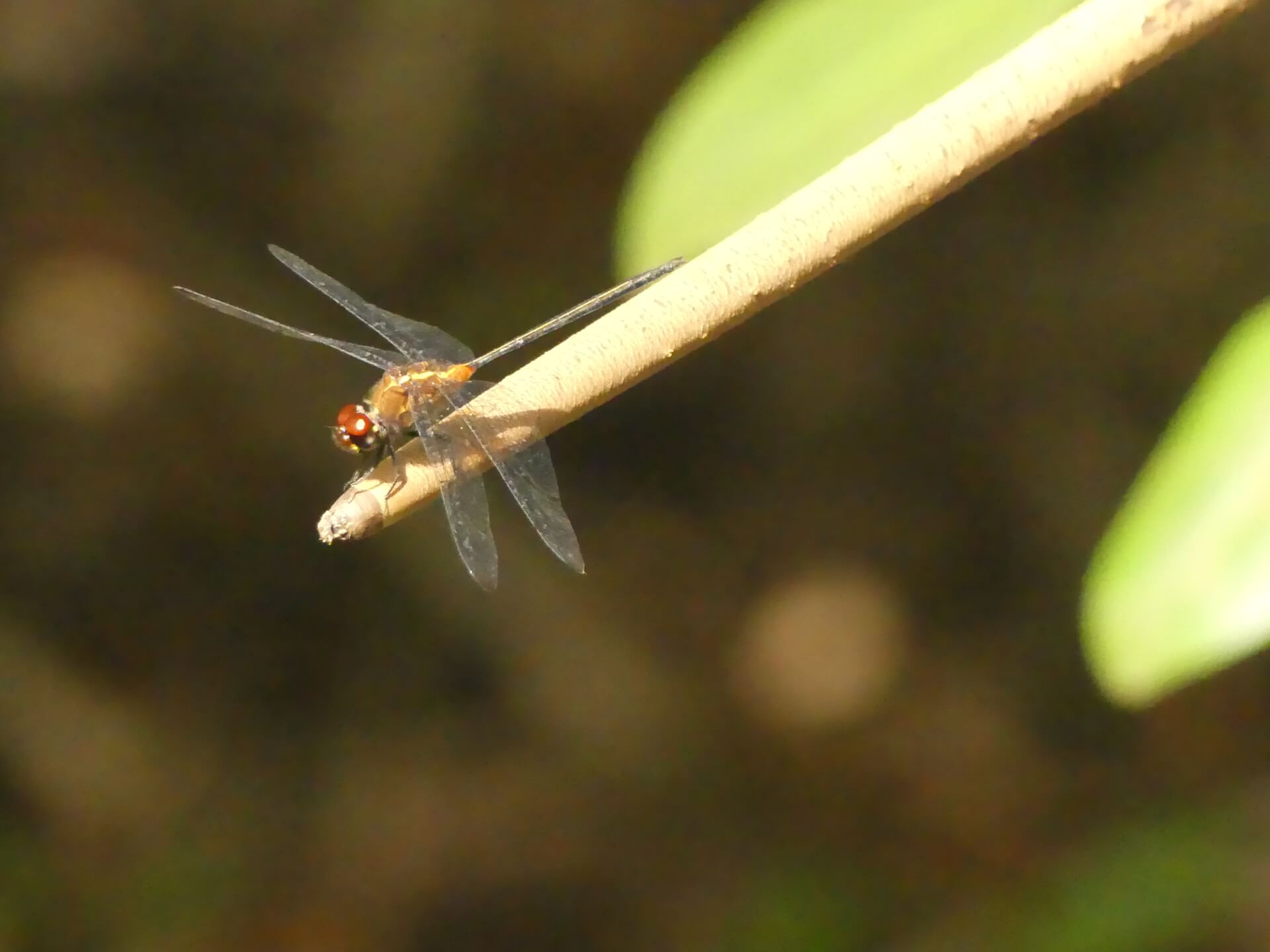 - | Toum Guyane