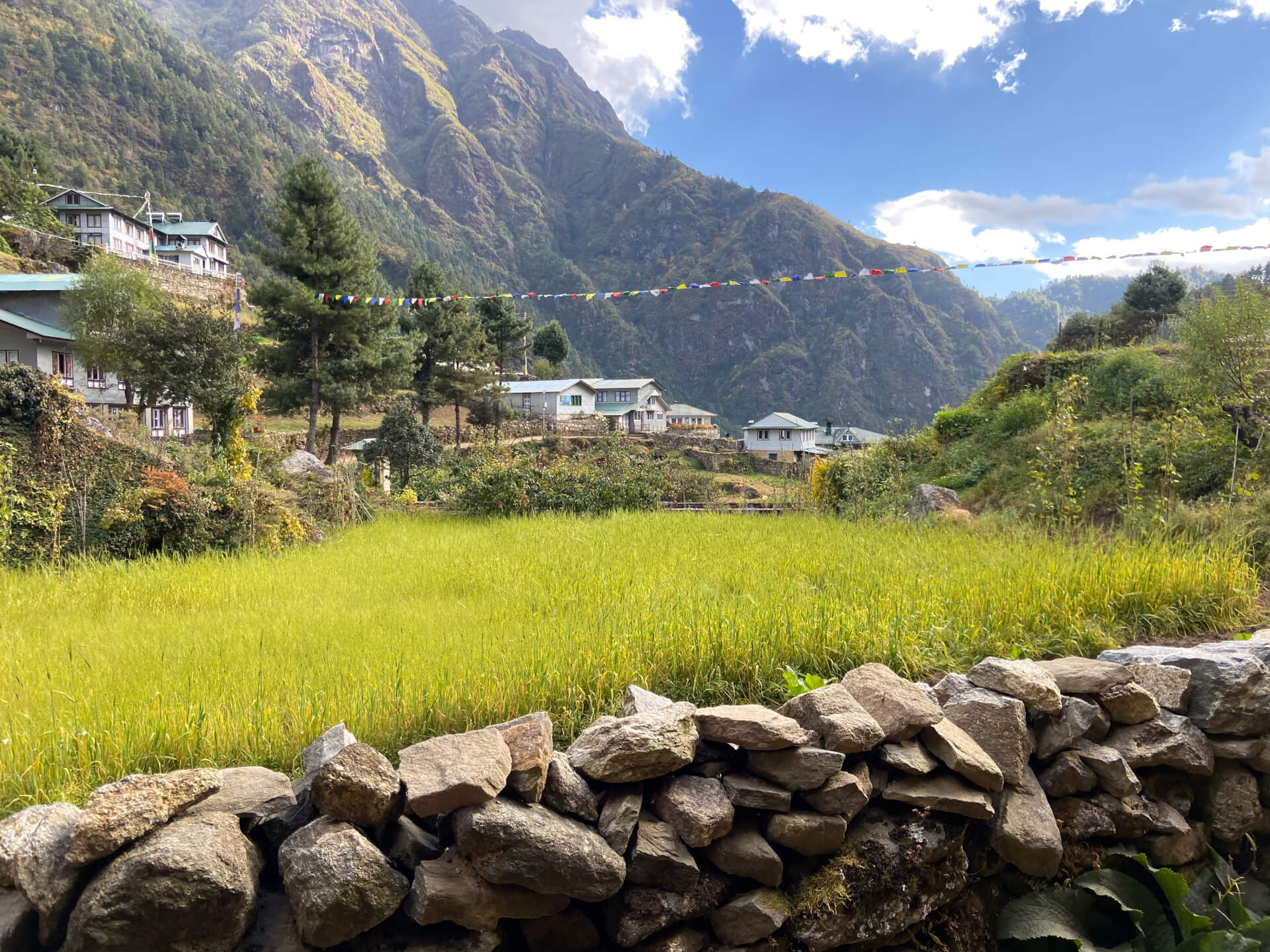 SoluFruits Reforestation | Solu - Cham