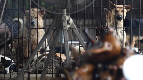 Sáu chủng virus corona được tìm thấy trên động vật hoang dã ở Việt Nam | Vietnam Fraternité