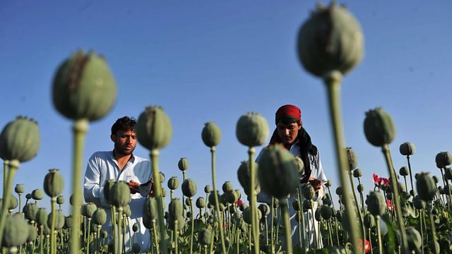 Về việc sử dụng và lạm dụng thuật ngữ ‘Chủ nghĩa khủng bố ma túy’ | Vietnam Fraternité