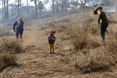 Lâm Đồng tạm dừng cho thuê rừng làm du lịch sinh thái, vì sao ? | Vietnam Fraternité
