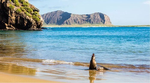 Trung Quốc : vua đánh cá lậu - Tập Cận Bình : "giết cả một đất nước" | Vietnam Fraternité