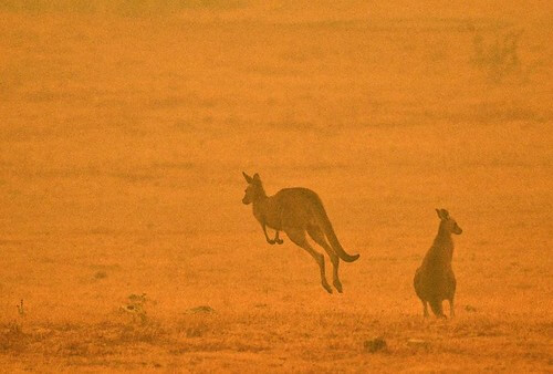 Úc cháy lớn - Sydney vẫn bắn pháo hoa mừng Tết : Viễn cảnh tương lai nhân loại ? | Vietnam Fraternité