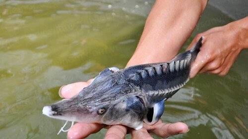 Ai cho phép nhập cá tầm Trung Quốc vào Việt Nam ? | Vietnam Fraternité