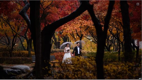 Mùa cưới và chuyện từng được nghe về đám cưới ở Nam Hàn | Vietnam Fraternité