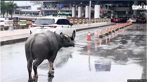 Có một ‘cá thể trâu’ lững thững đi bộ vào phi trường Nội Bài | Vietnam Fraternité